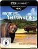 Adventure-Yellowstone-4K-5569-Blu-ray-D