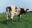 Atom-Heart-Mother-8-CD