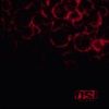 Blood-ReIssue-Bonus-50-CD
