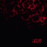 Blood-ReIssue-Bonus-50-CD