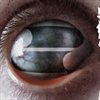 CRAZY-EYES-18-CD