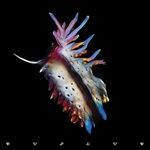 Evolve-Ltd-Edition-225-Vinyl
