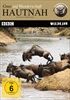 Hautnah-Gnus-Auf-Wanderschaft-2407-DVD-D