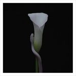 PARRHESIA-BLACK-IN-WHITE-IN-Ultra-clear-LP-69-Vinyl