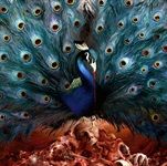 SORCERESS-14461-Vinyl