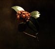 Young-Sick-Camellia-4022-CD