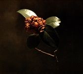 Young-Sick-Camellia-4022-CD